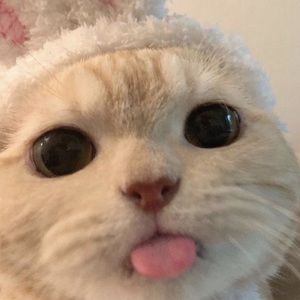 Meet your Posher, Ritsu